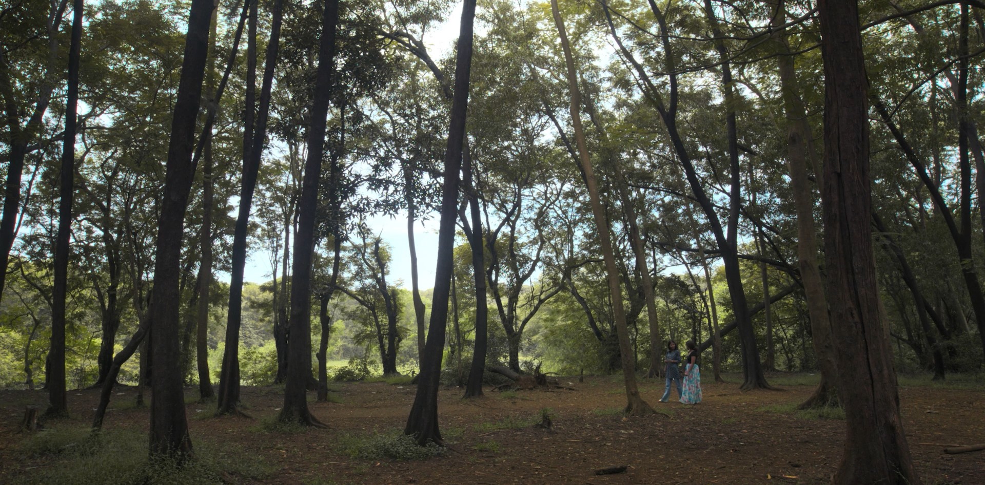 Songs of Forgotten Trees