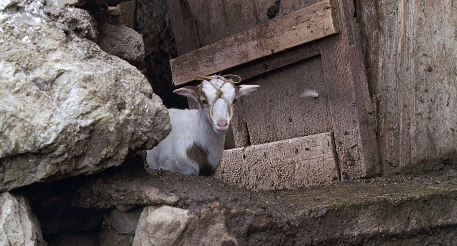 Le Quattro Volte DVD/Blu-ray/Download
